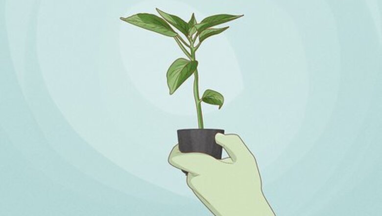 How to Grow Moon Flower