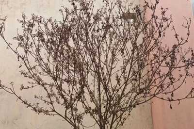 How To Revive Dried Up Tulsi Plant The Right Way And Seek Blessings From Goddess Lakshmi