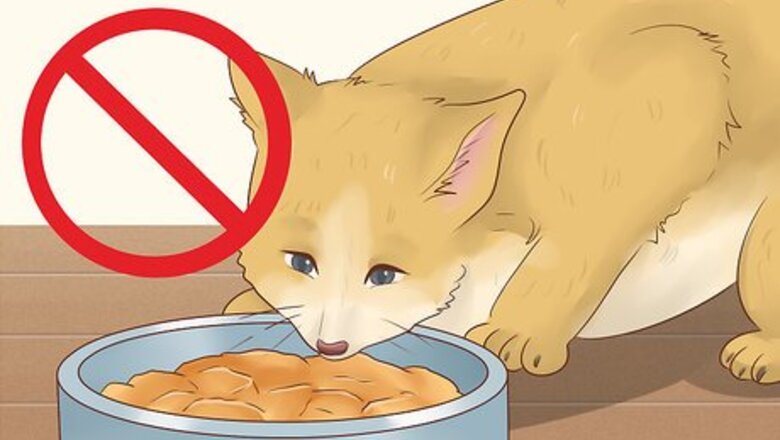 How to Prepare Your Cat for a Blood Test
