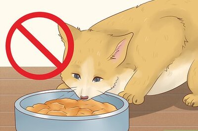 How to Prepare Your Cat for a Blood Test