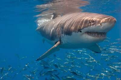Maharashtra: Shark Bites Off Man's Leg While He Was Fishing, Killed By Locals Later