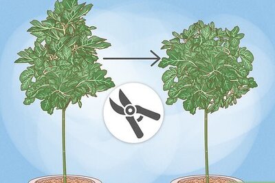 How to Prune a Standard or Potted Fig Tree