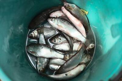 Deadly Diet: Thai Doctors Battle Cancer-causing Fish Dish