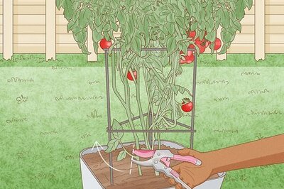 How to Prune Patio Tomatoes