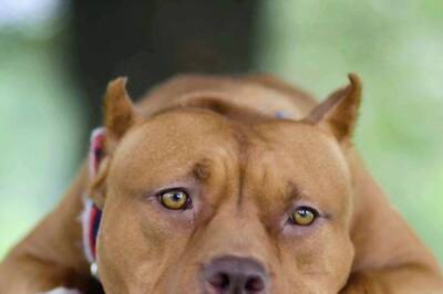 Why Optimal Nutrition Is Important for Working Dogs? Experts Answer