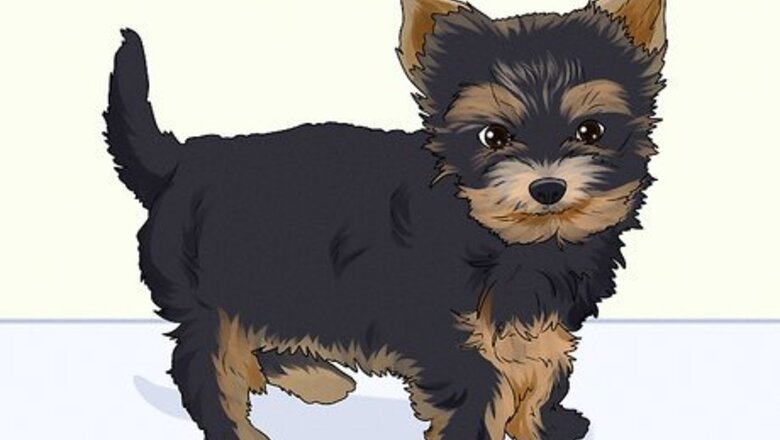How to Groom a Yorkie Puppy