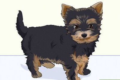 How to Groom a Yorkie Puppy