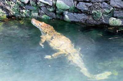 Crocodile rescued from Pune canal