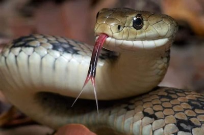 Snake Or Lizard? Unravelling The Mystery Of Skink