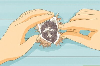 How to Plant Angel Trumpet Seeds