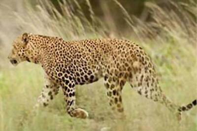 Eight-year-old girl killed by a leopard in Bahraich