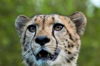 8 Namibian Cheetahs Ready to Take Next Big Leap? Experts to Decide Today; 12 More Arriving Soon