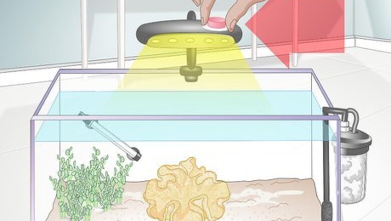 How to Feed Coral