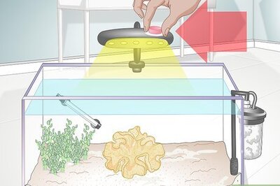 How to Feed Coral