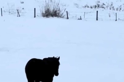 People Can't Decide If This Horse Is Walking Towards Or Away From Them, Can You?