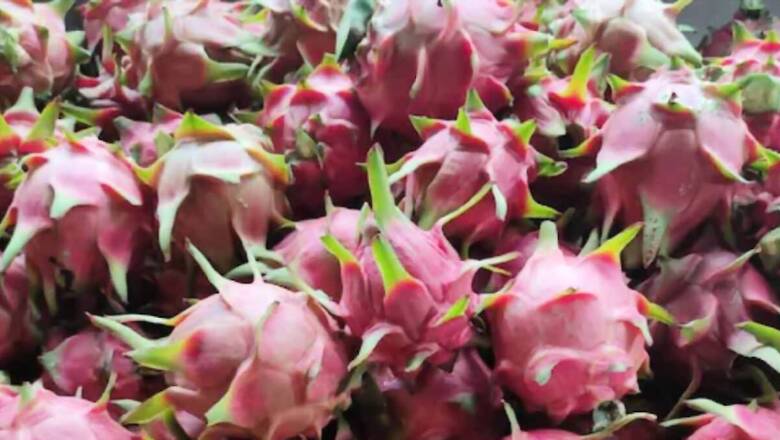 This Thiruvananthapuram Village Is Hub Of Dragon Fruit Cultivation In India