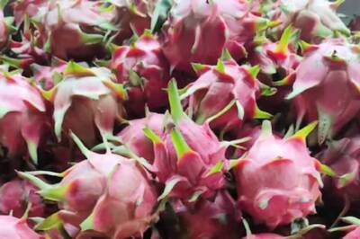 This Thiruvananthapuram Village Is Hub Of Dragon Fruit Cultivation In India