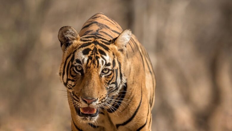 Animal Rights Activist Approaches Madras HC to Stay Firing Order Issued Against T-23 Tiger