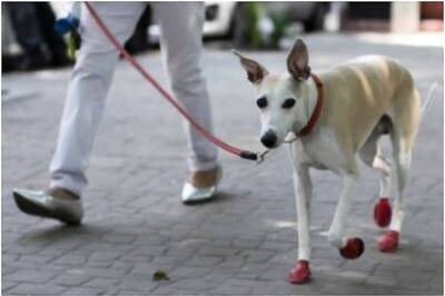 67-Yr-Old Hawker Held in Mumbai's Andheri for Unnatural Sex with Stray Dog