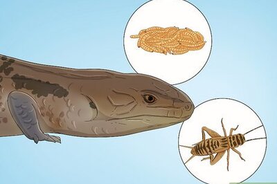 How to Care for a Skink