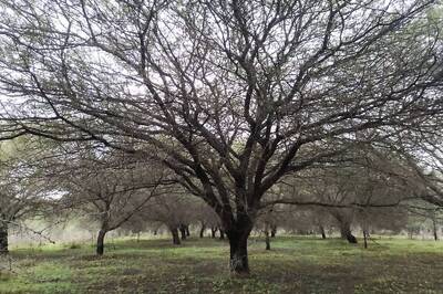 To Save a Lake or a Forest: Controversy Dogs Karnataka’s Plan to Redevelop Lake by Felling 6,623 Trees