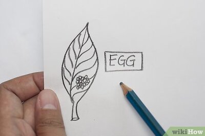 How to Draw the Parts of a Butterfly Life Cycle