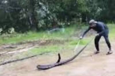 In Telangana’s Yellapur, 14-feet-long Rattlesnake Rescued From A Local’s Home