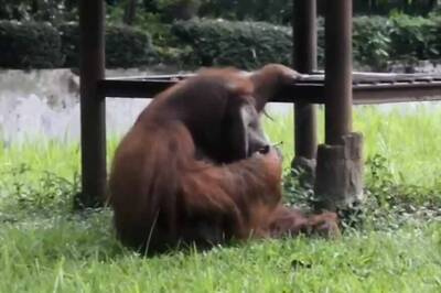 Video of Orangutan Puffing Cigarette Goes Viral