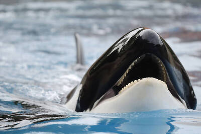 SeaWorld to Expand in China After Investment Deal