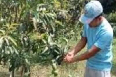 Bengal Farmer Cultivates New Variety Of Mango That Is Available All Year Round