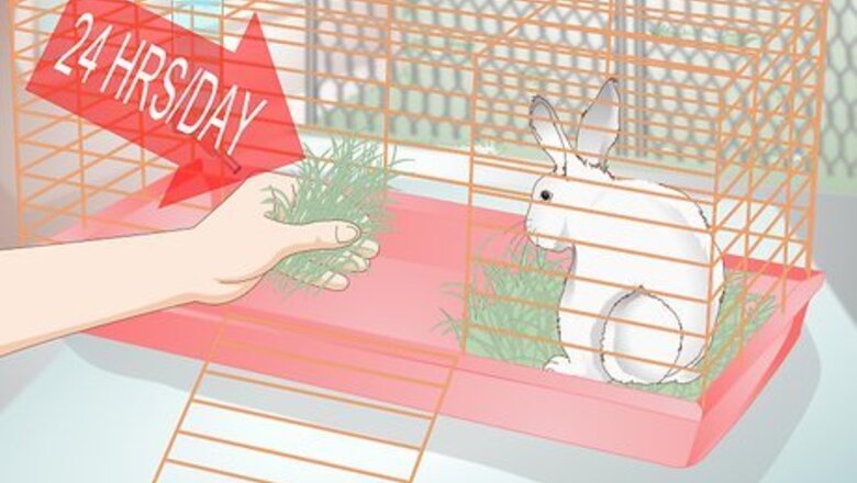 How to Spoil Your Pet Rabbit