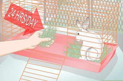 How to Spoil Your Pet Rabbit