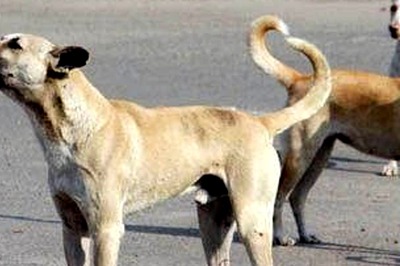 6 in 10 Indians Say Stray or Pet Dog Attacks Are Common in Their Area