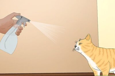 Training Cats with Spray Bottles: More Effective Methods