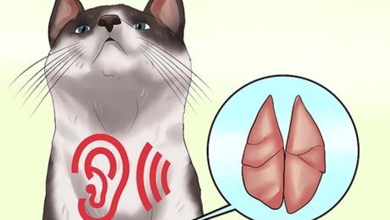 How to Detect Kitten URI or Pneumonia