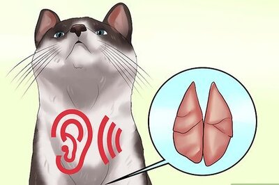 How to Detect Kitten URI or Pneumonia