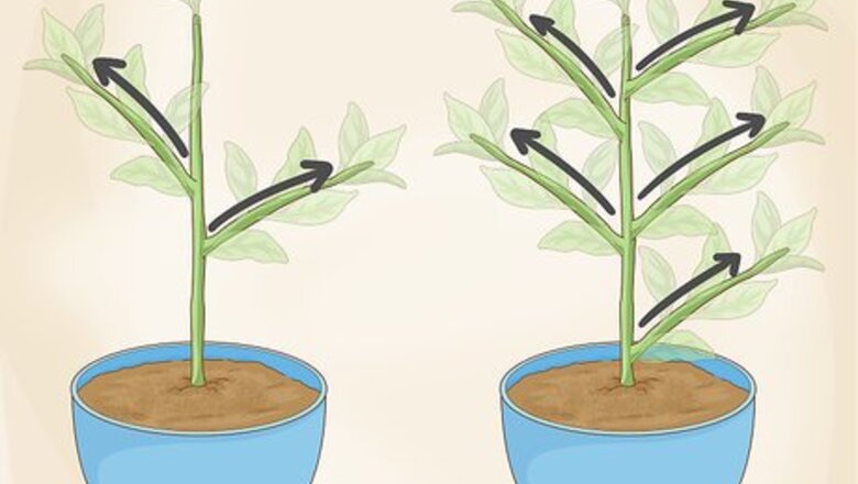 How to Identify a Houseplant