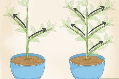 How to Identify a Houseplant