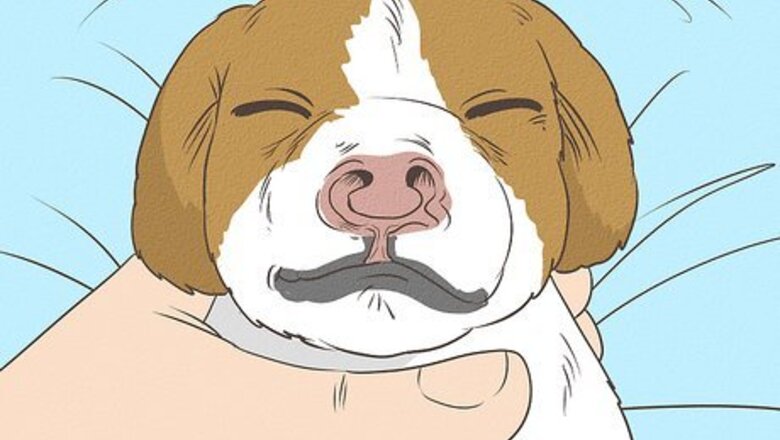 How to Save a Newborn Puppy with a Cleft Palate