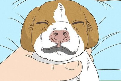 How to Save a Newborn Puppy with a Cleft Palate