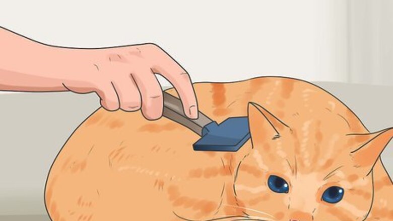 How to Keep Cats from Shedding