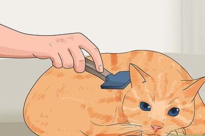 How to Keep Cats from Shedding