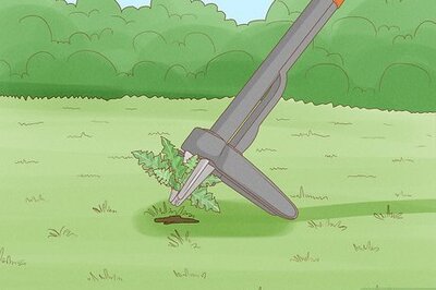 How to Get Rid of Thistles in Your Lawn