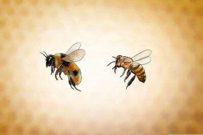How to Identify Africanized Honey Bees