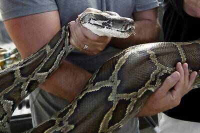 Indiana Woman Found Dead with 8-foot Python Wrapped Around Her Neck