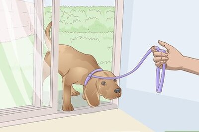 How to Get Your Dog to Come Inside the House