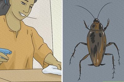 Dreaming About Cockroaches: 24 Interpretations