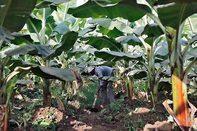 Sanitary Pads Made From Banana Fibre to be Delivered in Jharkhand