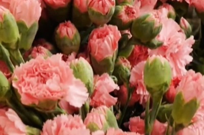 How Tamil Nadu’s Nilgiris Went Big With Carnation Cultivation