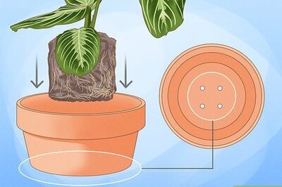 How to Care for a Prayer Plant